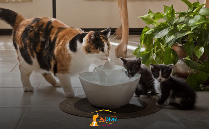 نظارت صحیح بر میزان مصرف آب گربه