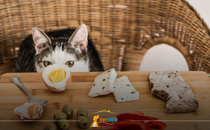 مواد مغذی برای گربه