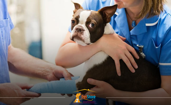 شکستگی استخوان سگ