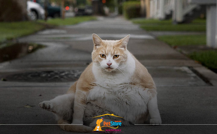 استرس گربه از وضعیت جسمی نامطلوب