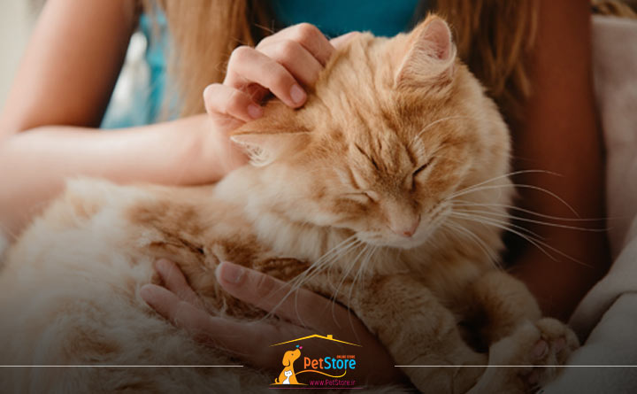 علائم و نشانههای بلوغ در گربه نر و ماده