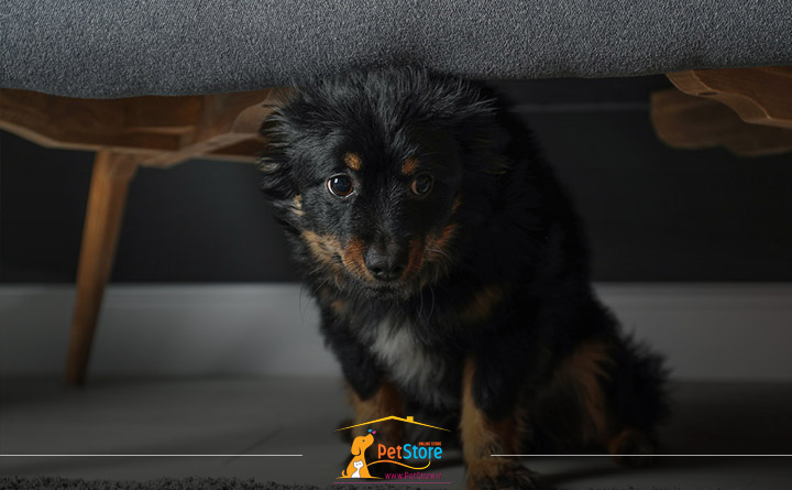 علائم استرس در سگ ها