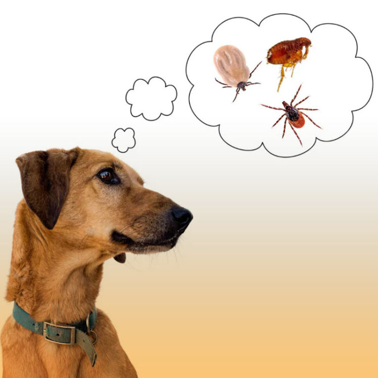 کک و کنه در سگ‌ها و گربه‌ها