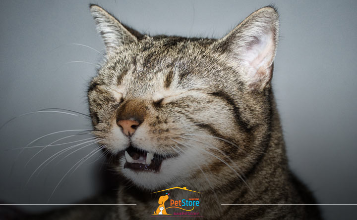 علايم سرماخوردگی گربه