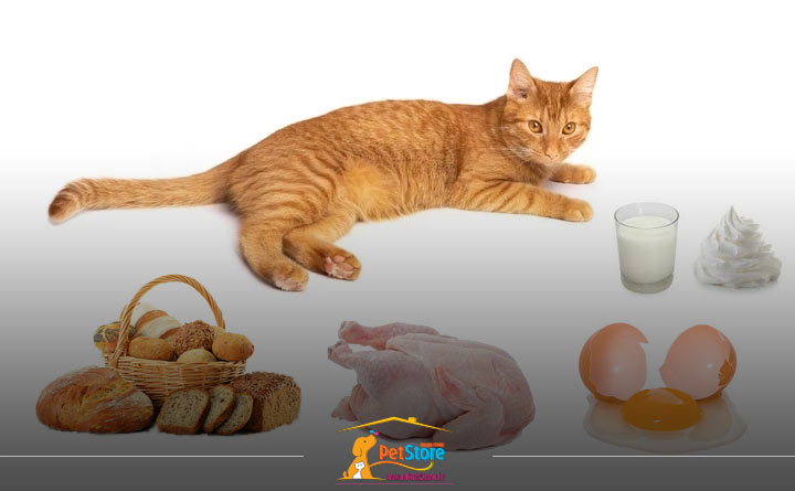 غذاهای که گربه باردار نباید بخورد