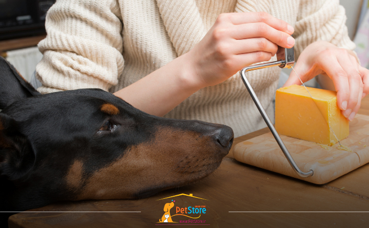 لاکتوز برای سگ بد است؟