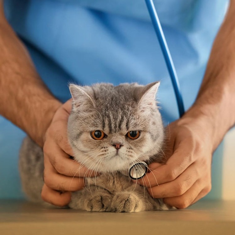 قارچ پوستی گربه چیست؟