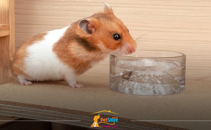 آیا همستر به آب نیاز دارد؟