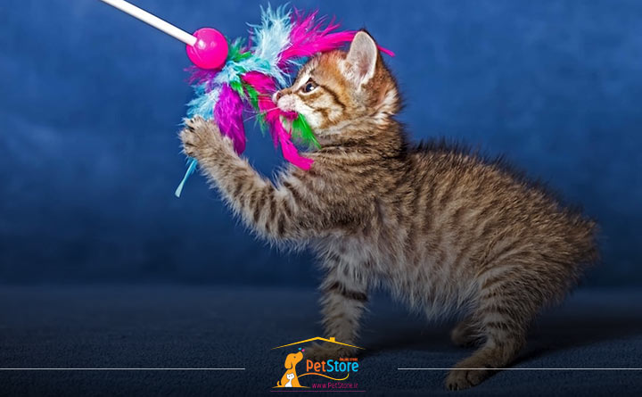 فعالیت زیاد گربه پس از عقیم سازی