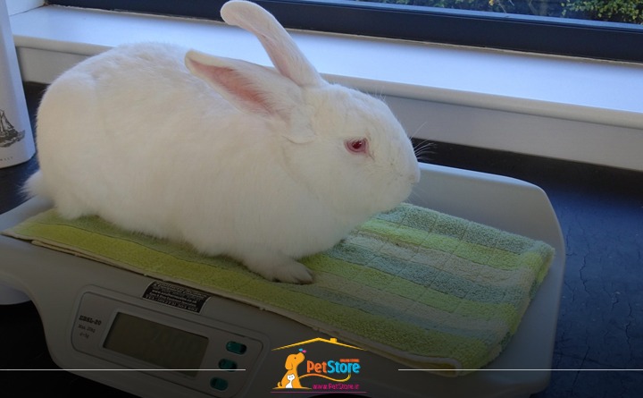 کات مهمی که باید در تغذیه خرگوش به آن توجه داشت