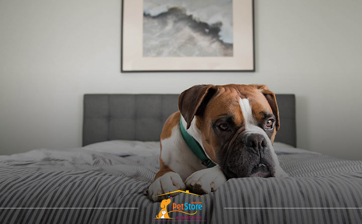 سگ تنها در خانه