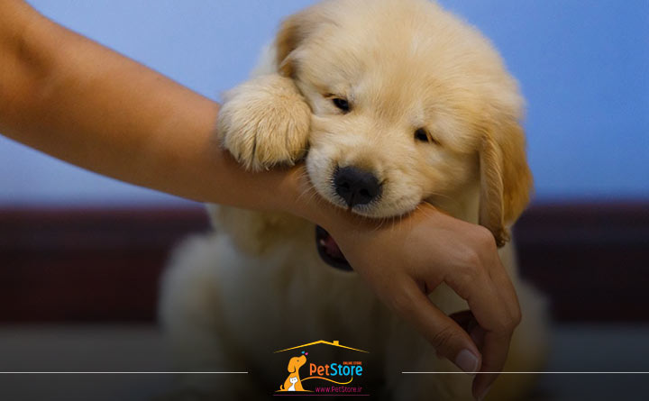 مدت زمان گاز گرفتن توله سگ