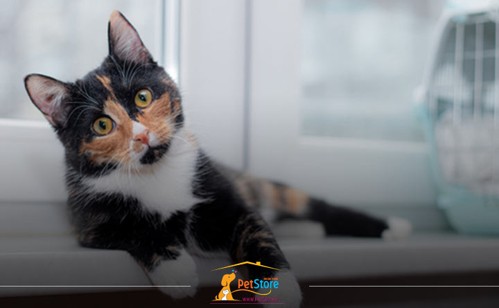 عوارض واکسیناسیون گربه 