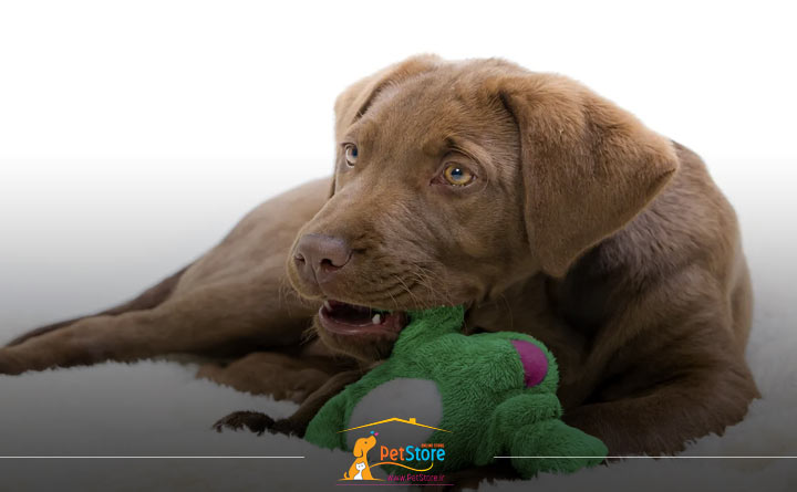 بازی تنهایی سگ در منزل