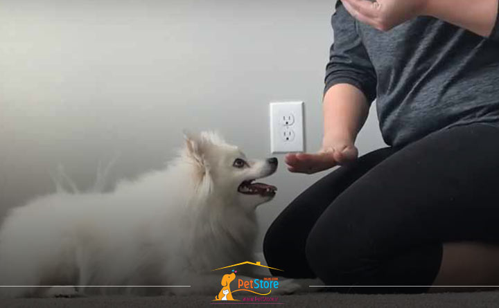 آموزش بله و نه به سگ