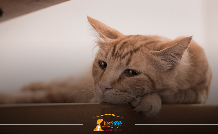 درمان افسردگی گربه 