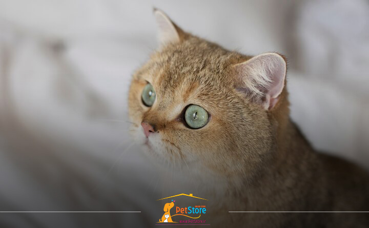 مهم ترین نشانه های عفونت چشم در گربه