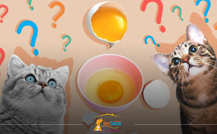 آیا گربه میتواند تخم مرغ خام بخورد؟