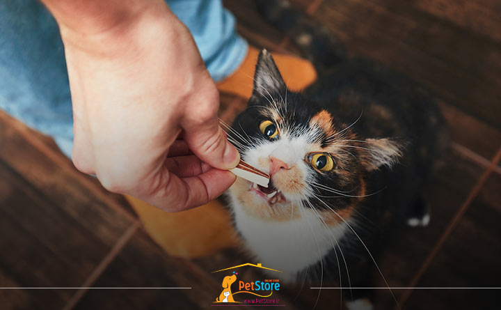 پاداش دادن به گربه برای تربیت صحیح