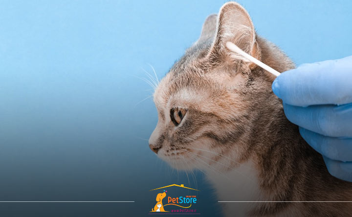 نظافت و بهداشت گربه با تمیز کردن گوش