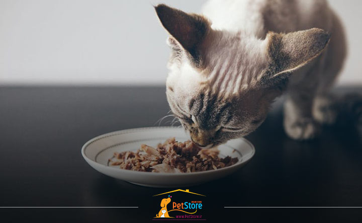 غذای مرطوب برای گربه