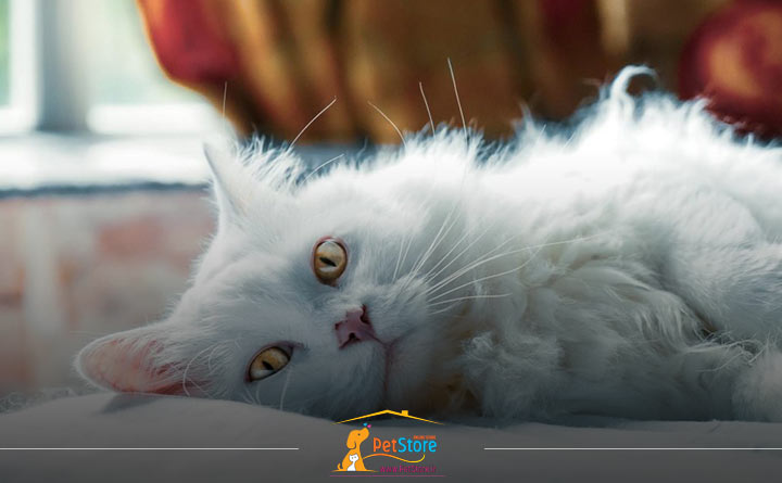 ریزش موی گربه به علت آلوپسی روانی