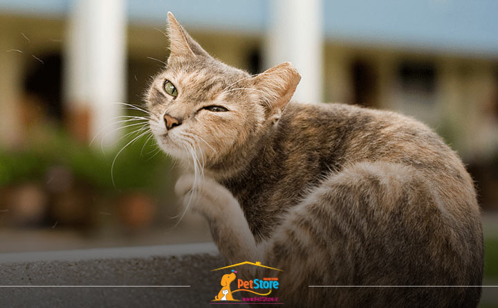 خارش پوست گربه