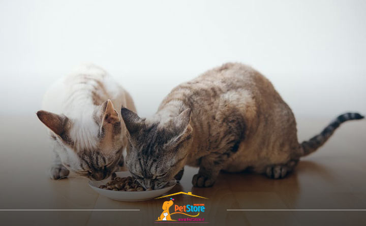 دادن غذای خشک به بچه گربه