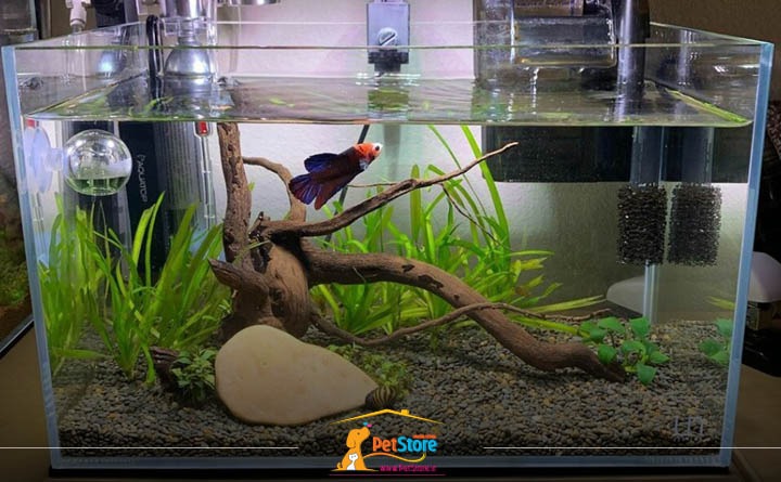 آب مورد استفاده برای نگهداری ماهی فایتر در آکواریوم