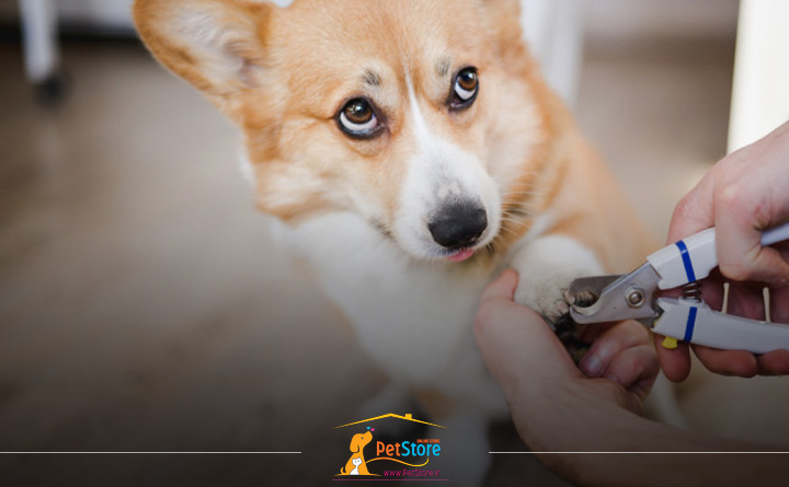 طرز صحیح کوتاه کردن ناخن سگ