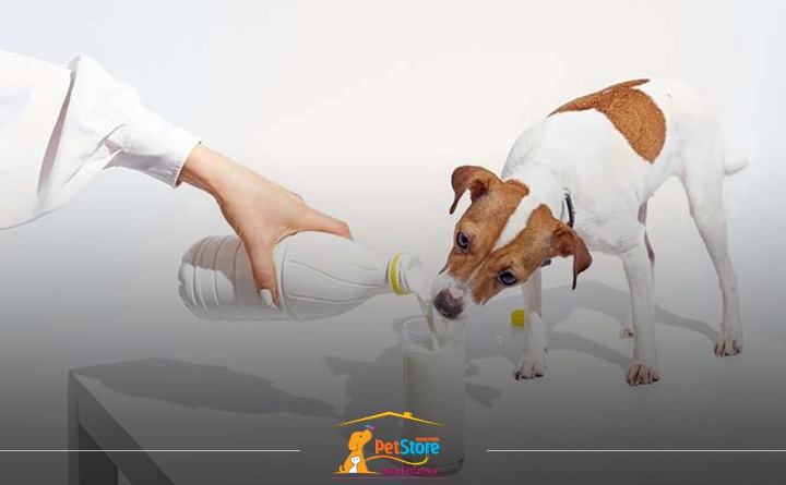 شیر یکی از مواد غذایی مضر برای سگ