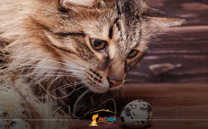  گربه می‌تواند تخم بلدرچین مصرف کند؟