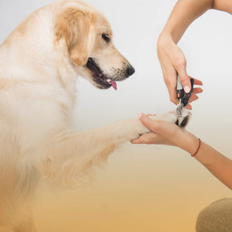 راهنمای خرید ناخن گیر سگ