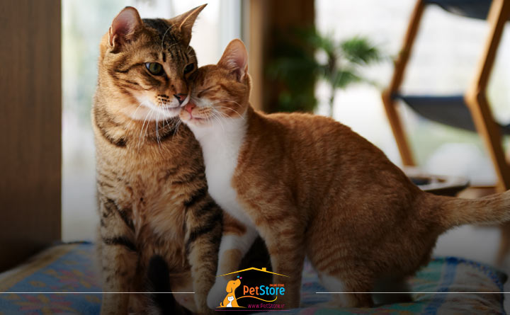 اشوه گری گربه ماده نشانه بلوغ در گربه است